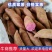 湖北省宜城紫罗兰紫薯大量上市市场电商工厂货