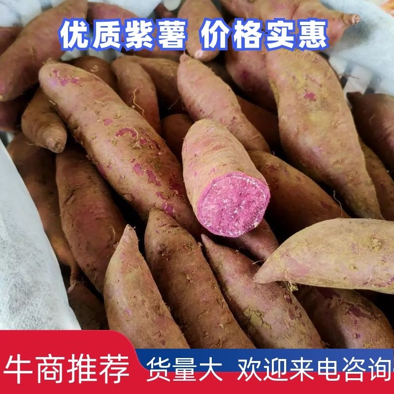 湖北省宜城紫罗兰紫薯大量上市市场电商工厂货