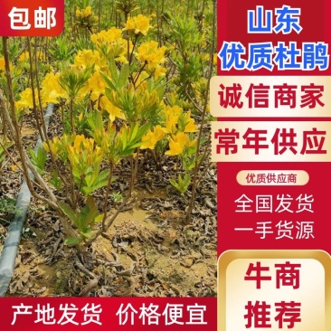 映山红黄杜鹃羊踯躅基地发货，一手货源，欢迎来电咨询