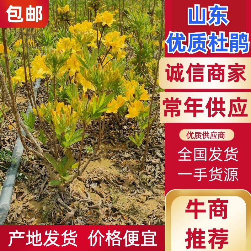 映山红黄杜鹃羊踯躅基地发货，一手货源，欢迎来电咨询