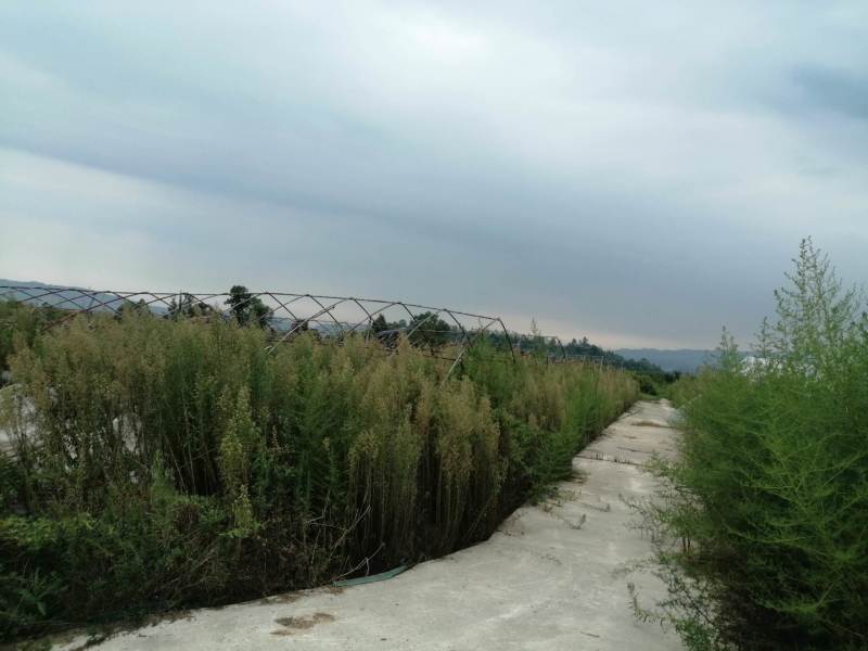 长寿区300亩以上的种植用地出租，价格600一亩