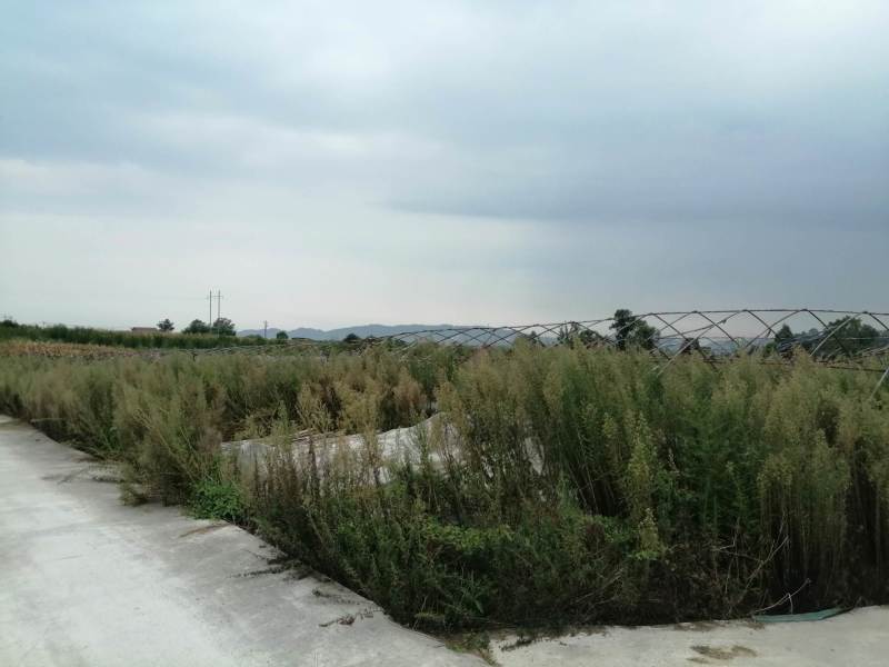 长寿区300亩以上的种植用地出租，价格600一亩