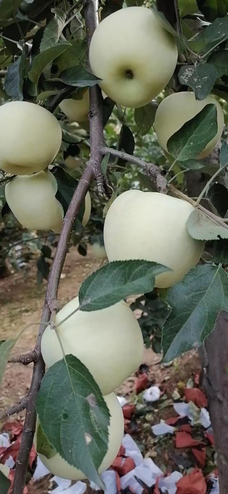 青龙黄元帅苹果下树了，欢迎各位老板前来选购
