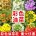 油菜籽四季油菜籽观赏型油菜花种子高产榨油油菜籽易种易存活