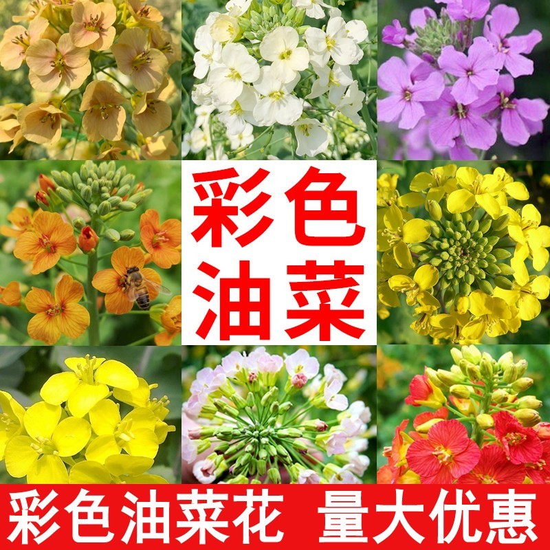 油菜籽四季油菜籽观赏型油菜花种子高产榨油油菜籽易种易存活