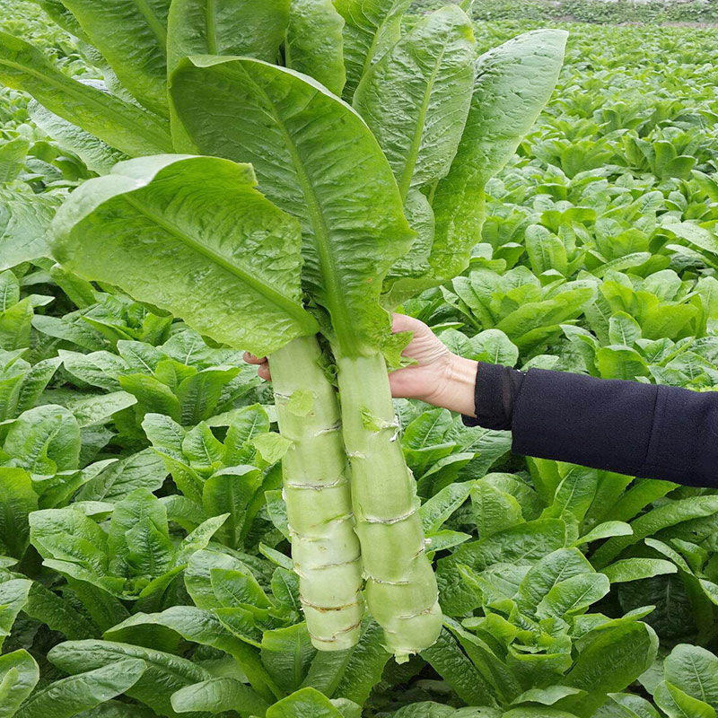 川塔青8号莴笋种子耐热尖叶莴笋种子高产夏季棒大蔬菜基地