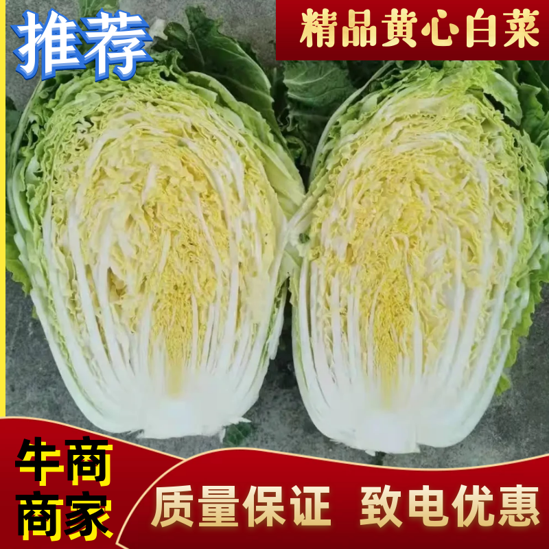 湖北精品大白菜产地发货质量保证量大从优一手货源，产地供