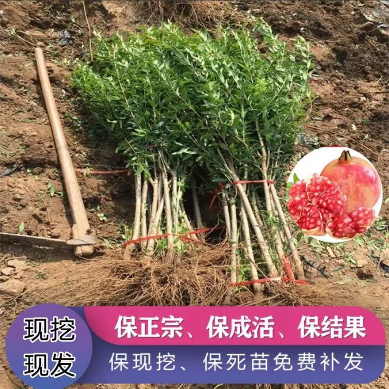 石榴树苗蒙阳红突尼斯石榴苗现挖现发技术指导品种纯正