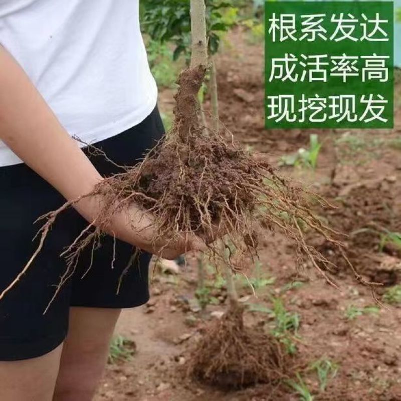 石榴树苗蒙阳红突尼斯石榴苗现挖现发技术指导品种纯正