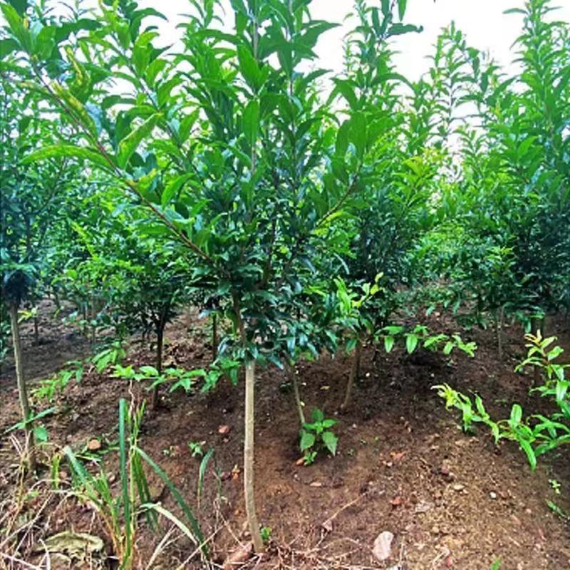 石榴树苗蒙阳红突尼斯石榴苗现挖现发技术指导品种纯正