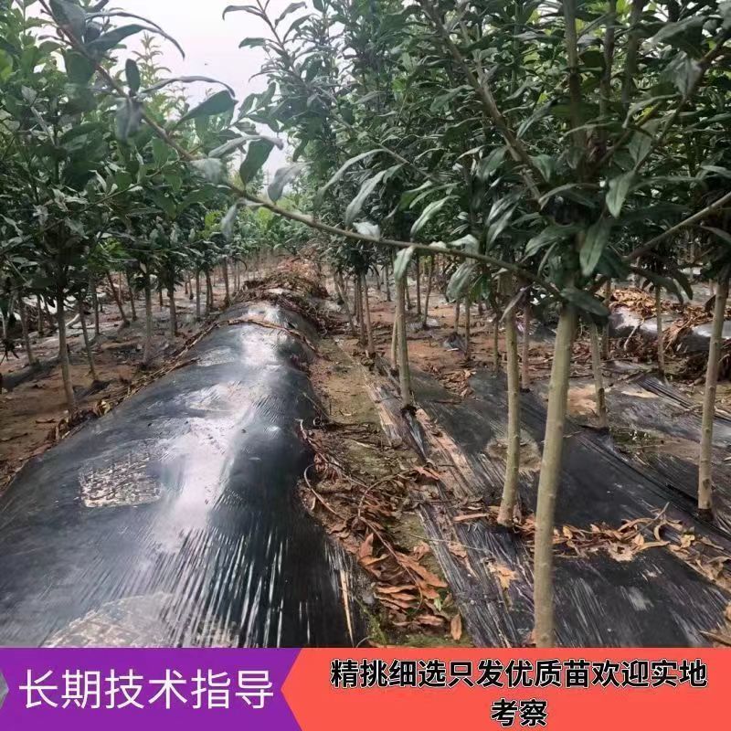 石榴树苗蒙阳红突尼斯石榴苗现挖现发技术指导品种纯正