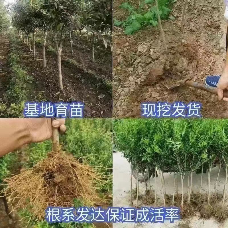 石榴树苗蒙阳红突尼斯石榴苗现挖现发技术指导品种纯正