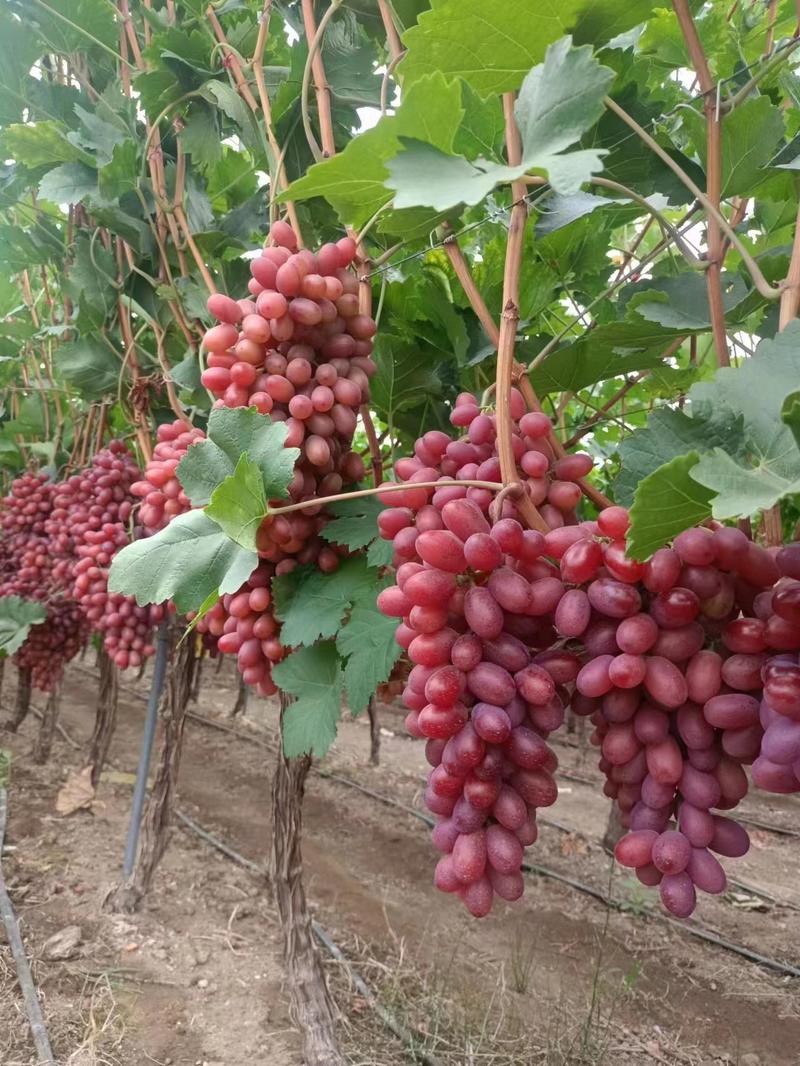 四川大凉山万亩葡萄园克伦生葡萄无籽红提应季鲜果