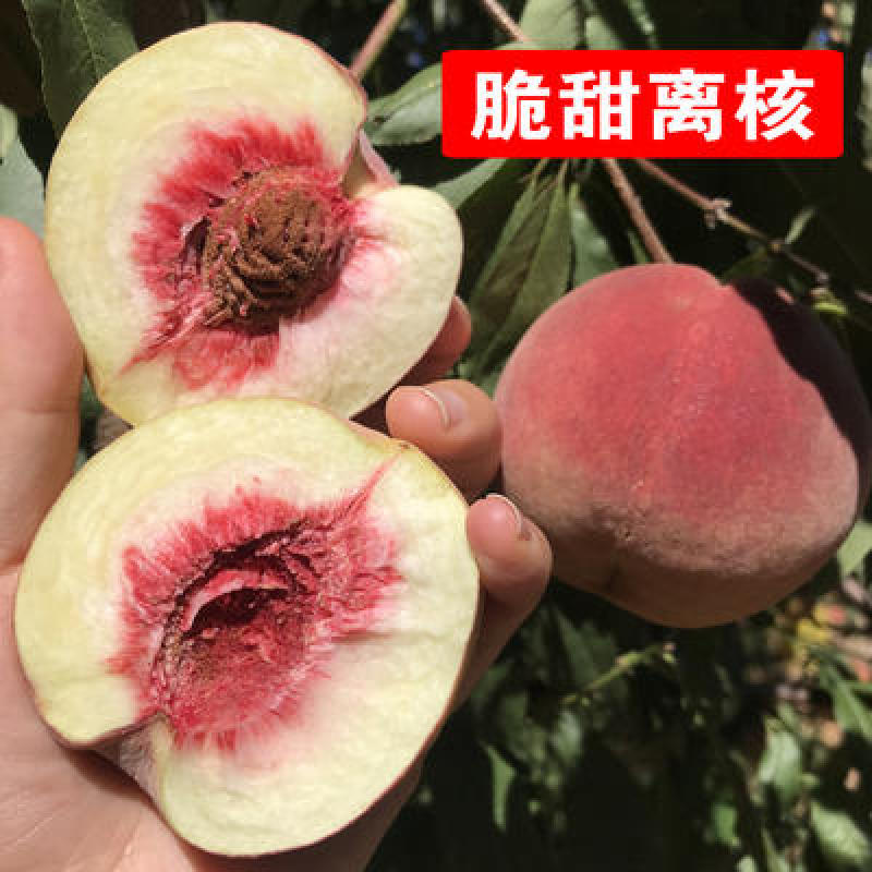 青州蜜桃苗根系发达丰产性好果大味甜现挖现发