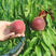 黑桃苗根系发达丰产性果大味甜现挖现发