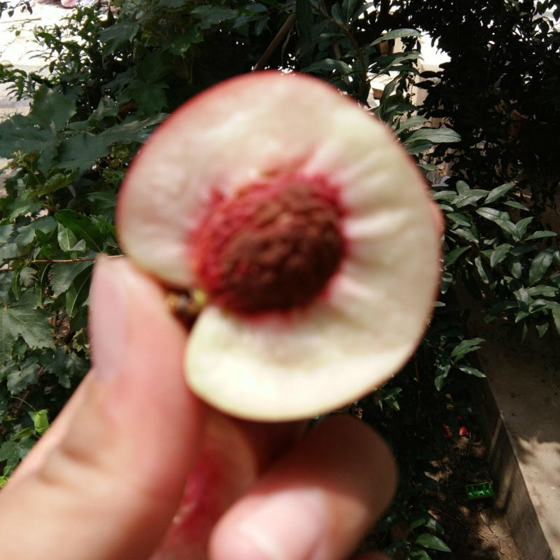 珍珠枣油桃苗白肉黄肉01234号