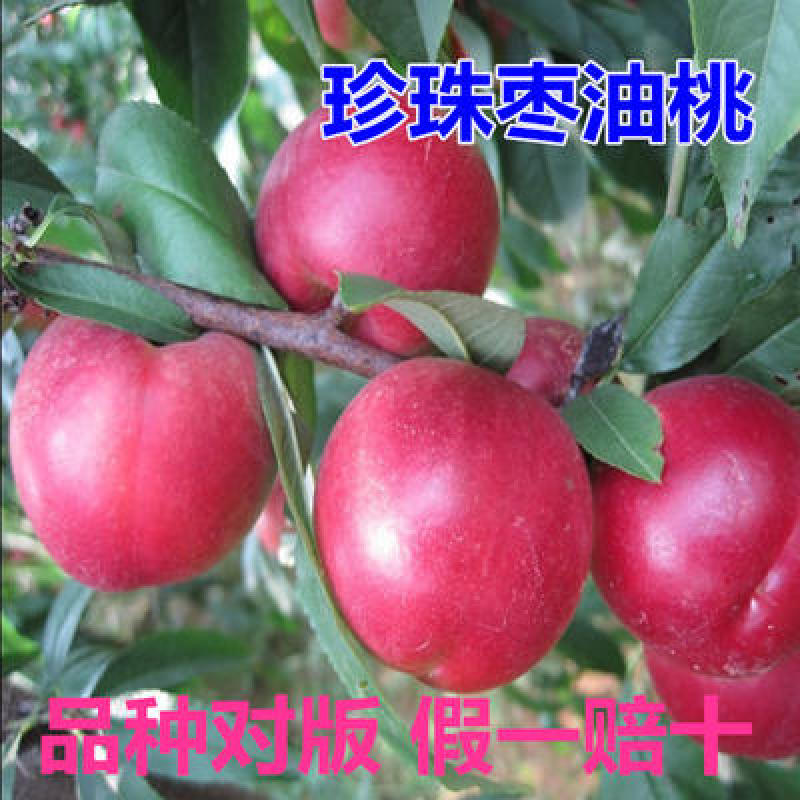 珍珠枣油桃苗白肉黄肉01234号
