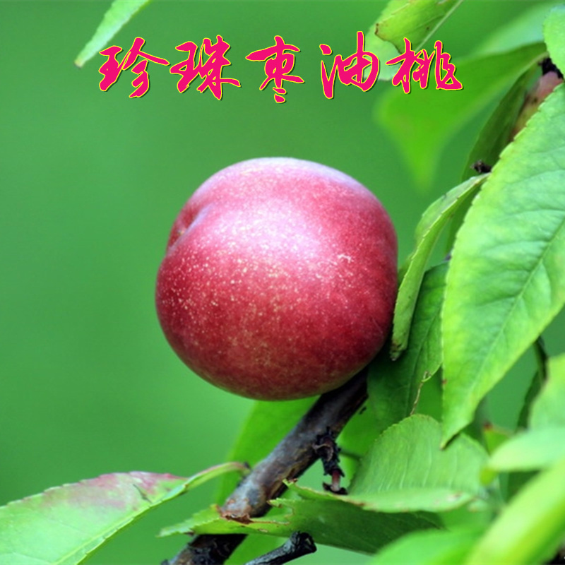 珍珠枣油桃苗白肉黄肉01234号