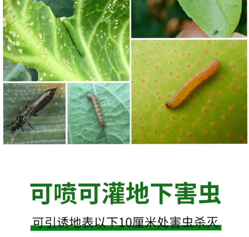剑力达5%高效氯氟氰菊酯蚜虫榛实象甲杀虫剂
