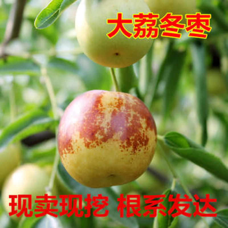 大荔冬枣苗嫁接枣苗大果甜当年结果现挖现发