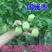 国光大枣苗九月底十月初成熟，单果重40-80克，甜度高