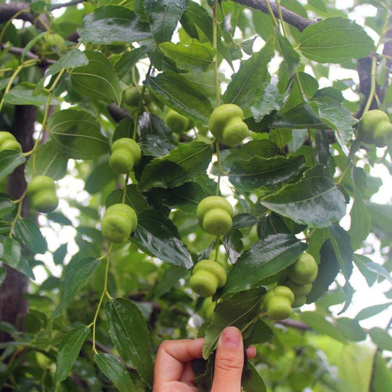 磨盘枣苗葫芦枣，磨盘枣，冬枣新品种根系发达现挖现发