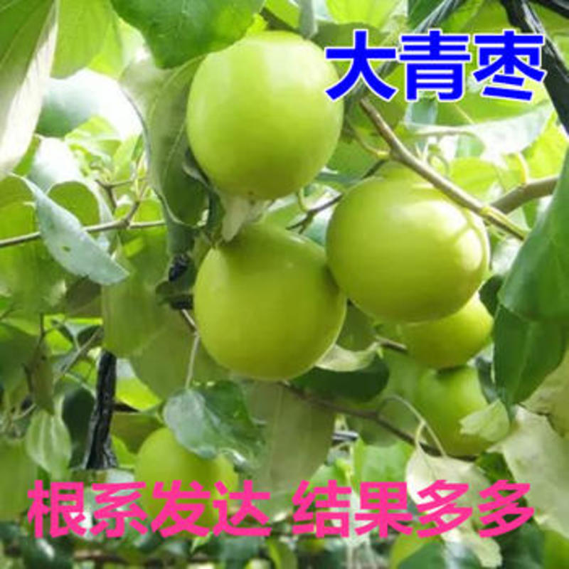 台湾大青枣又称台湾甜枣丰产性好果大味正现挖现发