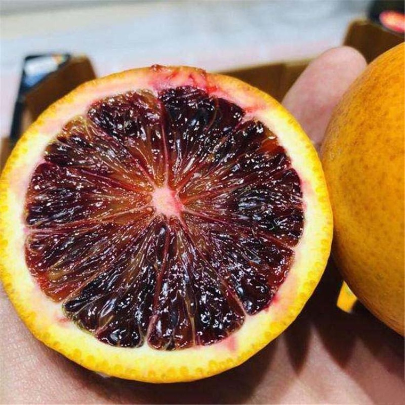 阿诺德血橙苗果大味甜丰产性好现挖现发