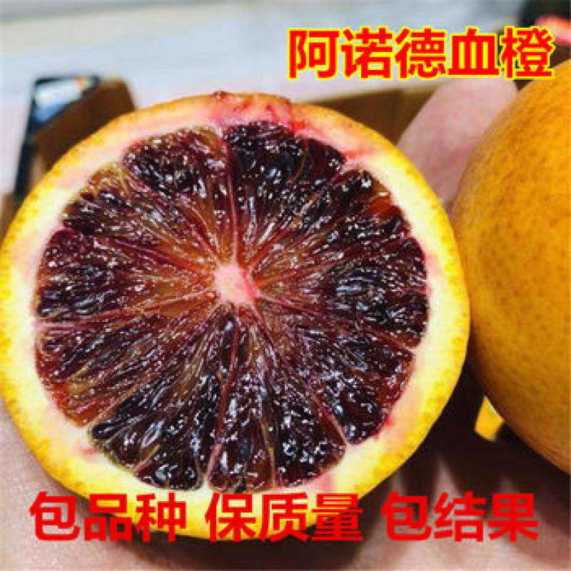 阿诺德血橙苗果大味甜丰产性好现挖现发