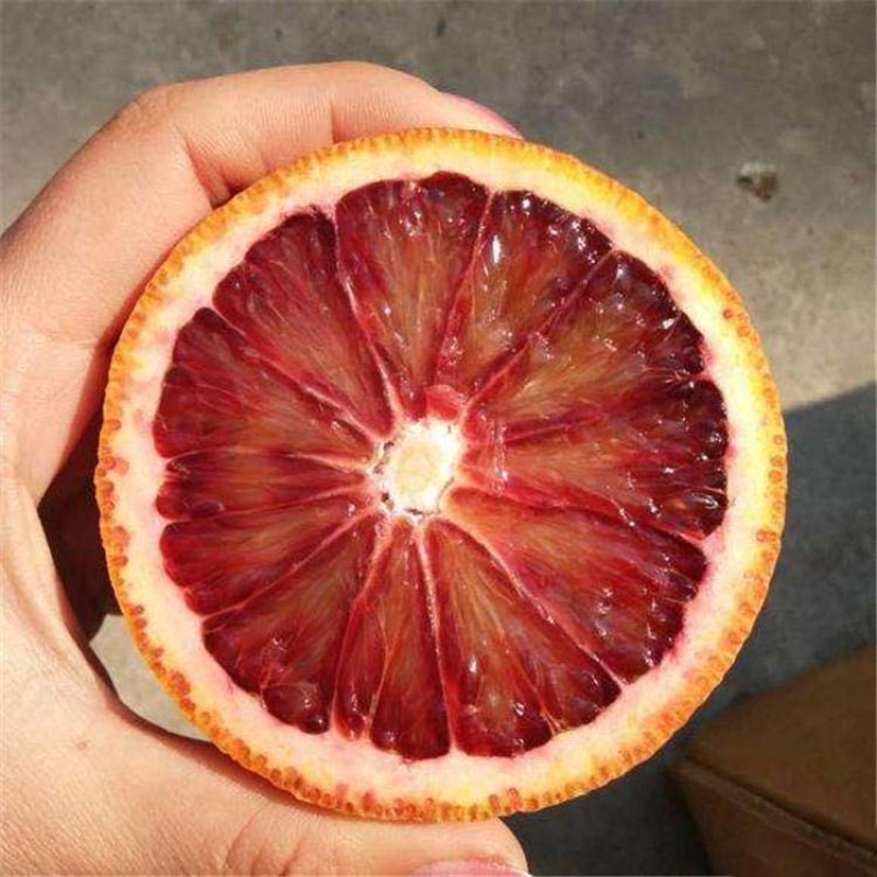 阿诺德血橙苗果大味甜丰产性好现挖现发
