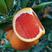 中华红血橙苗根系发达丰产性好现挖保湿发货