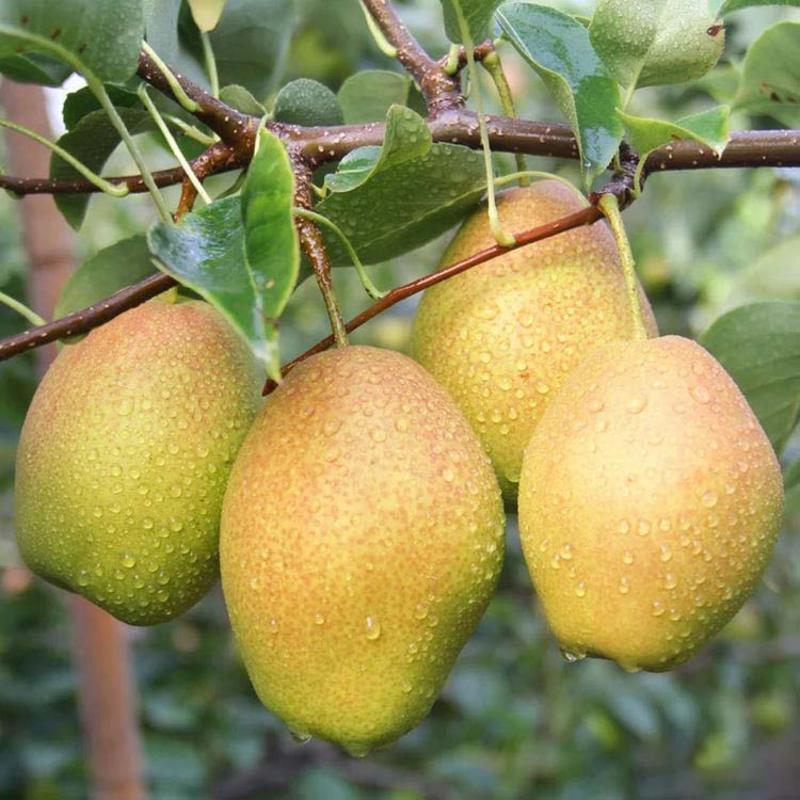 红香酥梨苗品种纯正，香甜可口，免费提供种植技术