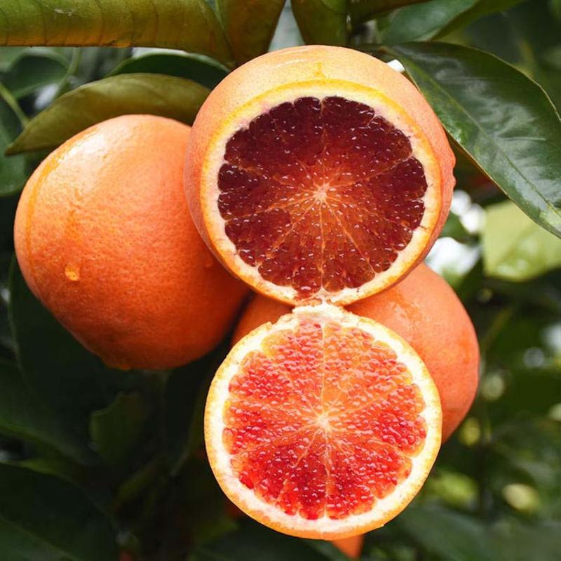 摩洛血橙苗果大味甜根系发达丰产性好现挖现发