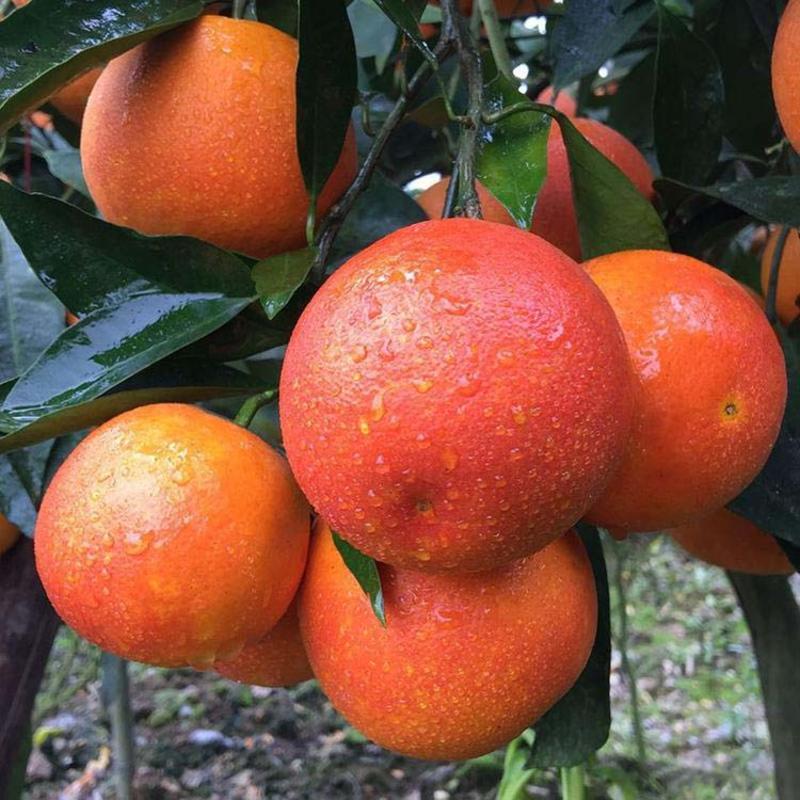 摩洛血橙苗果大味甜根系发达丰产性好现挖现发