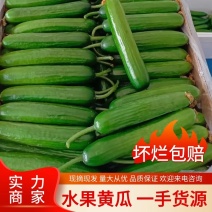 《实力》水果黄瓜河南人禾蔬菜常年供应水果黄瓜，对接商超