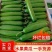 《实力》水果黄瓜河南人禾蔬菜常年供应水果黄瓜，对接商超