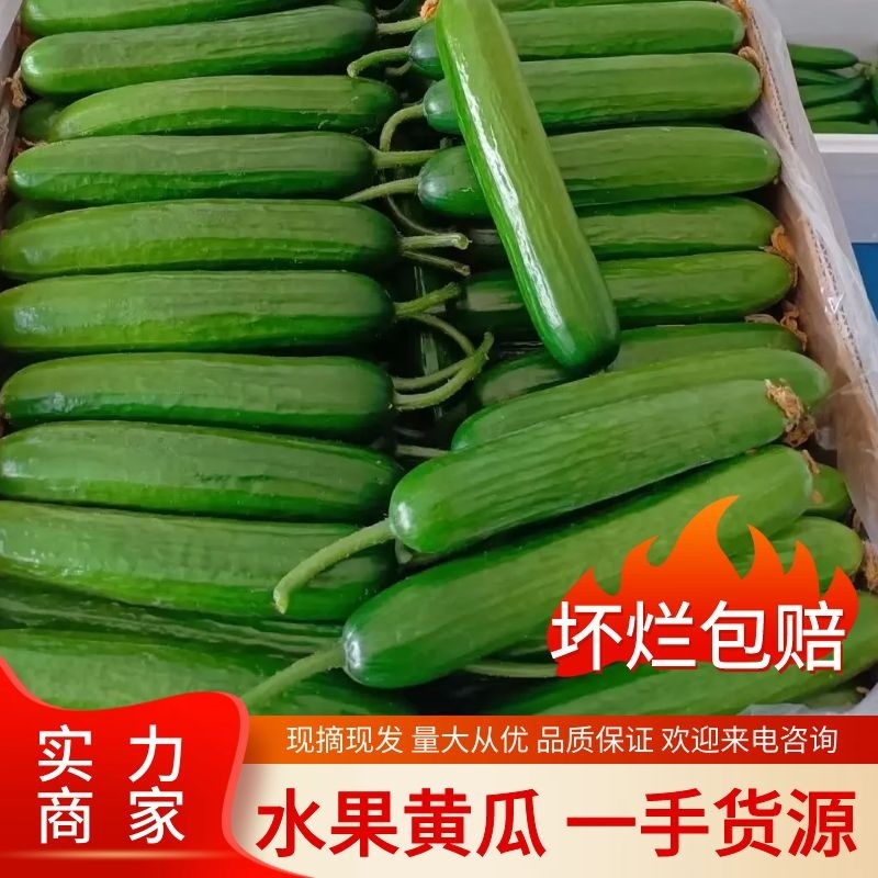 《实力》水果黄瓜河南人禾蔬菜常年供应水果黄瓜，对接商超