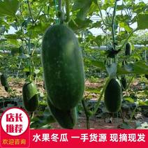【水果冬瓜】博爱县人禾蔬菜大量供应水果冬瓜，基地直供。