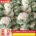河南焦作精品青梗散花上市散花，青梗小米85天量大从优