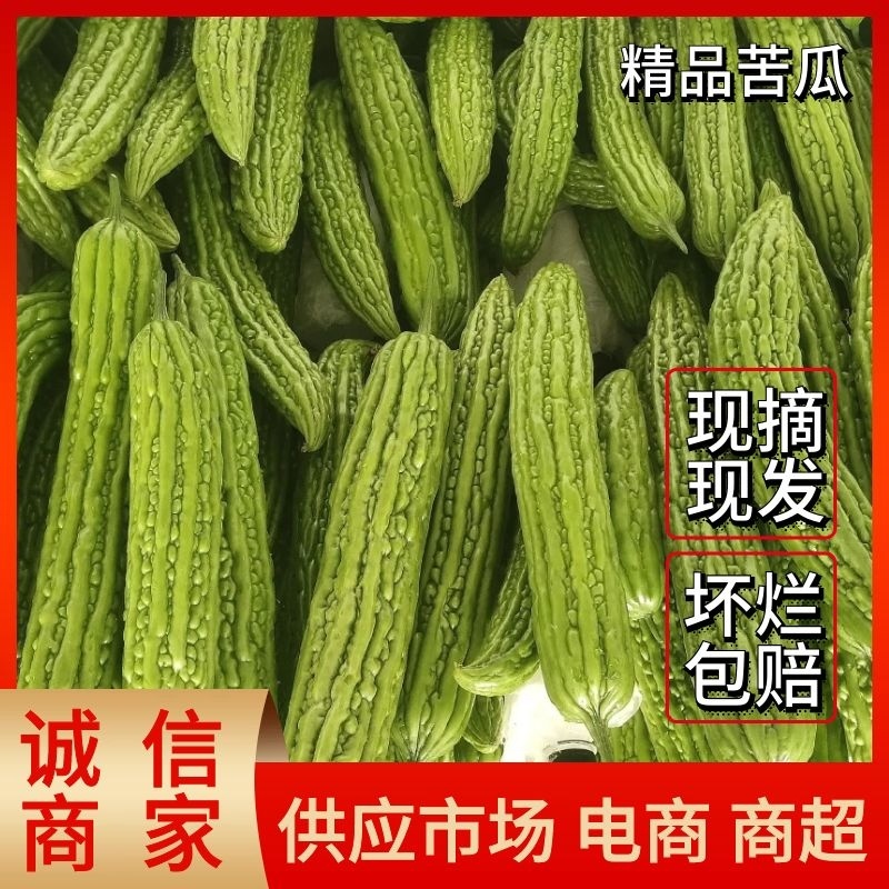 (A级)博爱县精品苦瓜大量供应，市场加工厂都有。