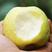翠冠梨苗一2年苗、品种纯正、根系发达、苗健壮，