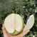 翠冠梨苗一2年苗、品种纯正、根系发达、苗健壮，