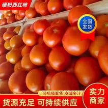 西红柿，硬粉西红柿大量上市，产地直销，量大从优，价格随行