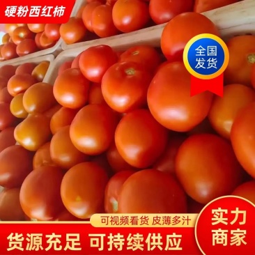 西红柿，硬粉西红柿大量上市，产地直销，量大从优，价格随行