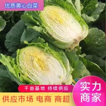 精品黄心大白菜大量上市供应中。黄心，全年供应