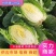 精品黄心大白菜大量上市供应中。黄心，全年供应