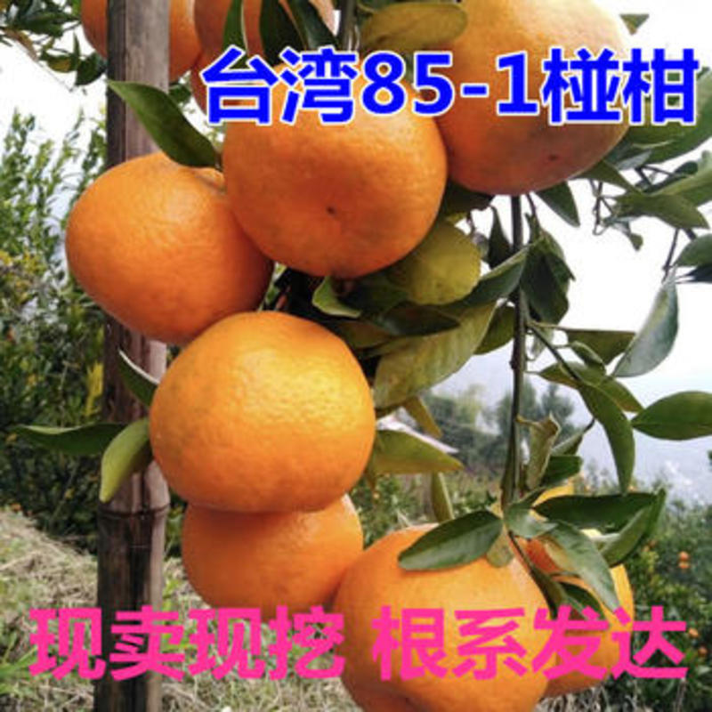 台湾85-1巨型椪柑苗果大味甜丰产性好现挖现发