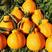丑橘苗根系发达丰产性好现挖保湿发货