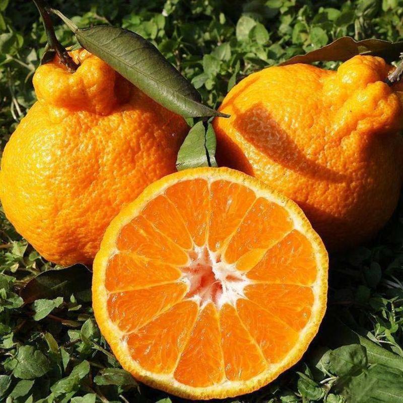 丑橘苗根系发达丰产性好现挖保湿发货