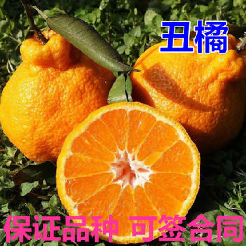 丑橘苗根系发达丰产性好现挖保湿发货